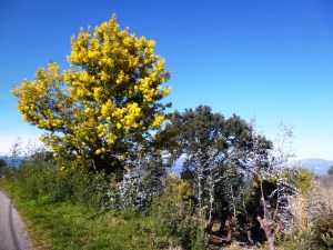 The mimosa tree, as viewed close to Tanneron