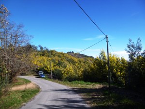 Mimosas in full bloom and directly accessible by car via Les Farinas!