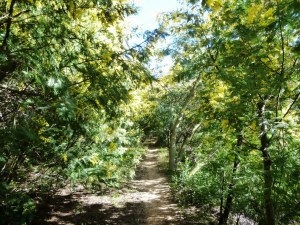 The wonderful mimosa canopy, making the whole hike worthwhile!