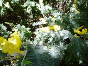 A mimosa flower in full bloom